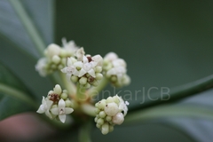 Psychotria flavida